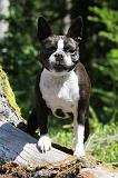 BOSTON TERRIER 034